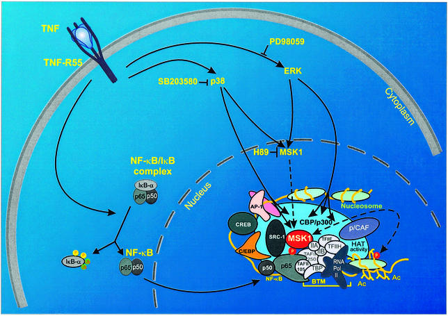 RELA phosphorylation