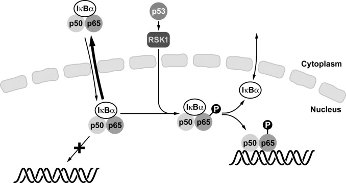 p53