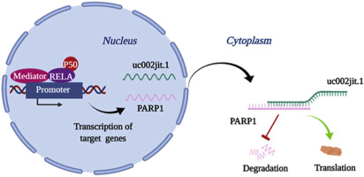 lncRNA