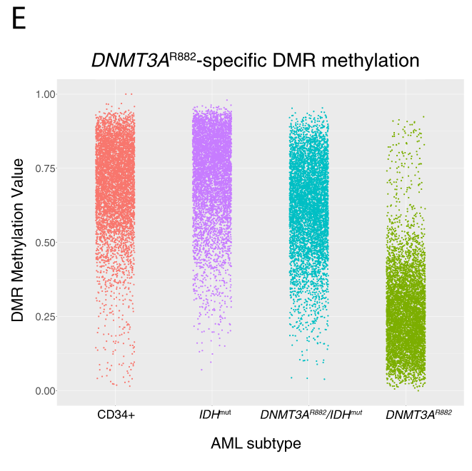 DNMT 2