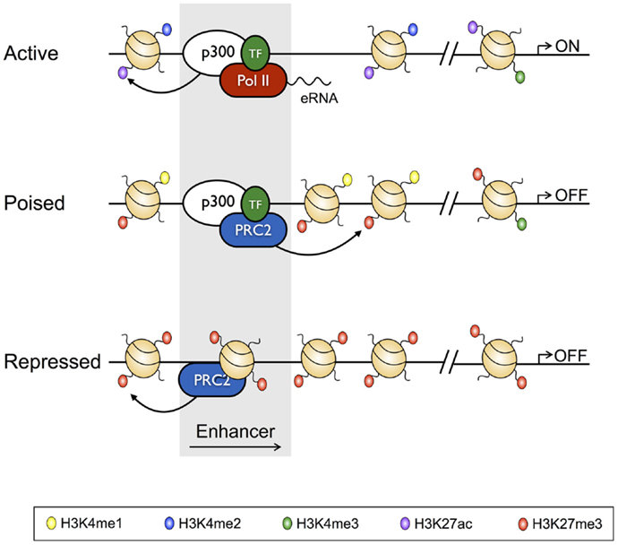 enhancers