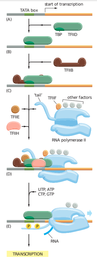 Regu_transcription