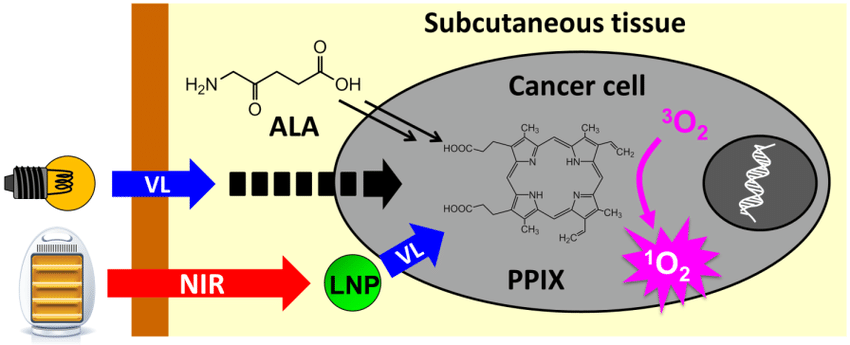 PPIX pathway