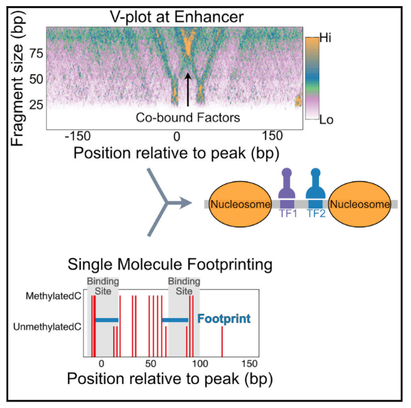 Cooperative binding between distant transcription factors is a hallmark of active enhancers