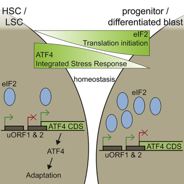 Integrated Stress Response Activity Marks Stem Cells in Normal Hematopoiesis and Leukemia