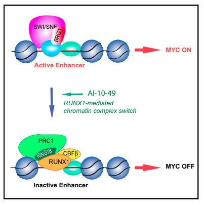 CBFb-SMMHC Inhibition Triggers Apoptosis by disrupting MYC Chromatin Dynamics in Acute Myeloid Leukemia