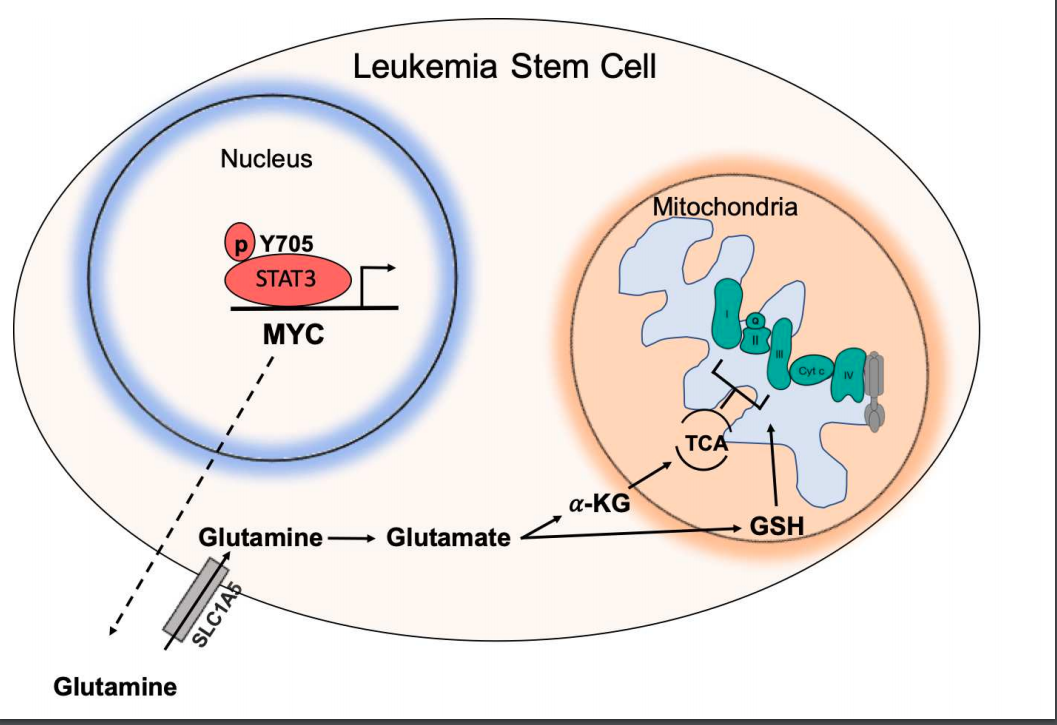 The STAT3-MYC Axis Promotes Survival of Leukemia Stem Cells by Regulating SLC1A5 and Oxidative Phosphorylation