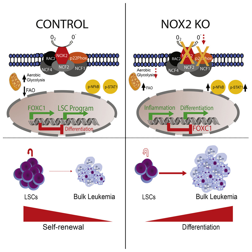 The Hematopoietic Oxidase NOX2 Regulates Self-Renewal of Leukemic Stem Cells