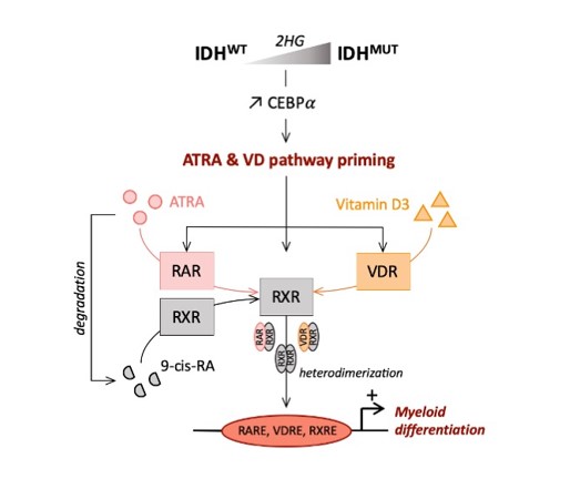 Activation of Vitamin D Receptor Pathway Enhances Differentiating Capacity in Acute Myeloid Leukemia with Isocitrate Dehydrogenase Mutations