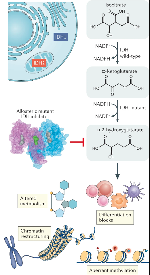 The implications of IDH mutations for cancer development and therapy