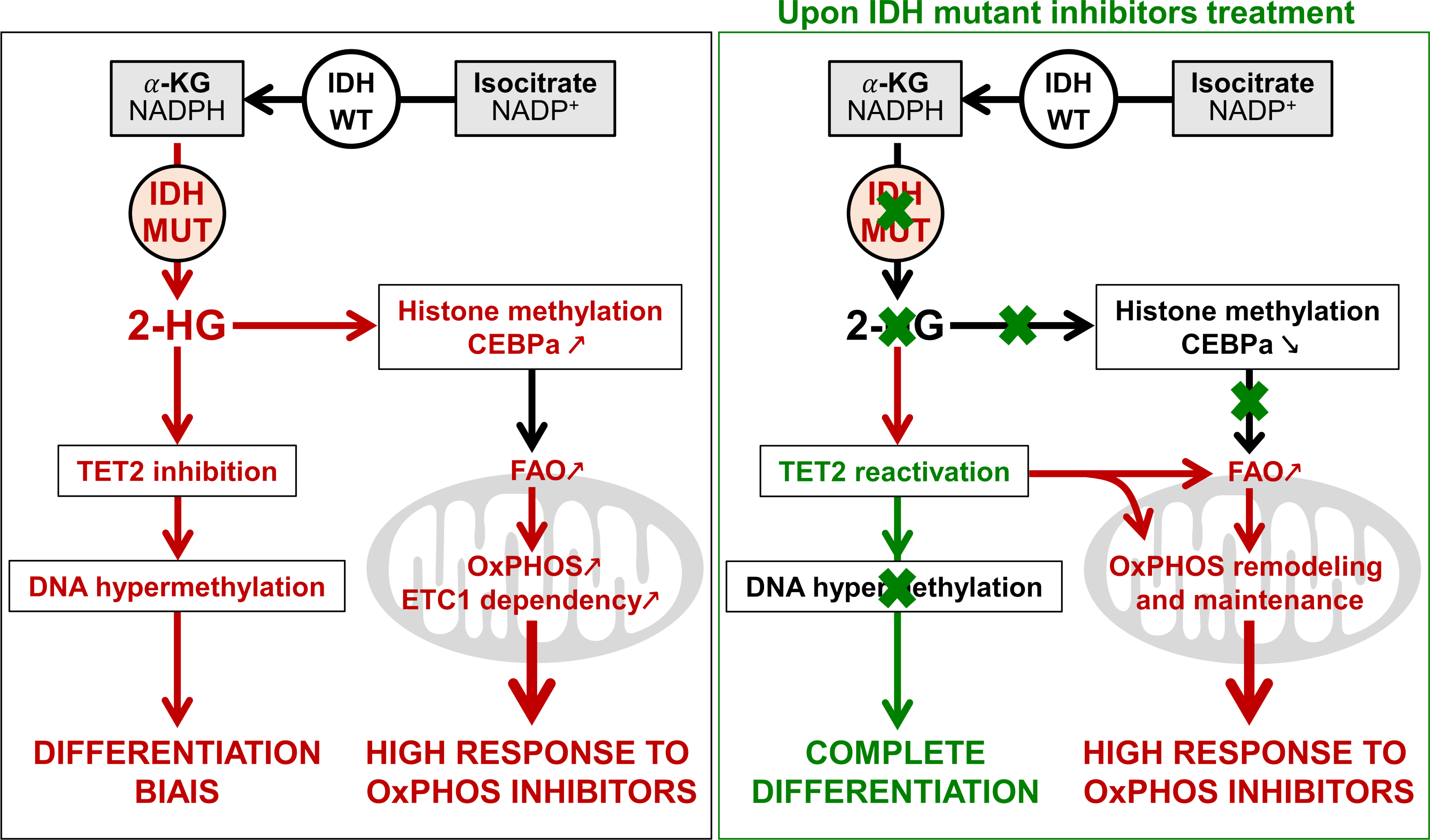 Mitochondrial metabolism supports resistance to IDH mutant inhibitors in acute myeloid leukemia